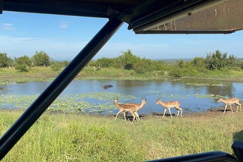 Open Auto Kruger Nationaal Park Volledige dag Safari