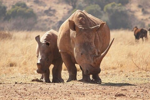 Sunset Game Drive
