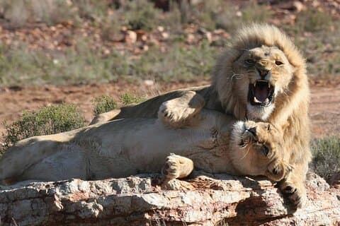 Morgen Big 5 Safari eventyr med vinsmagning flugt