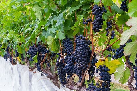 Full Day Tour of Brazilian Wineries