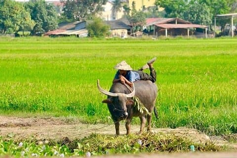 Hoi An Vespa Tour: Utforsk berømte høydepunkter og skjulte edelstener