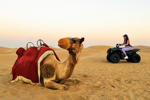Abu Dhabi aften ørken safari med live shows og grill middag