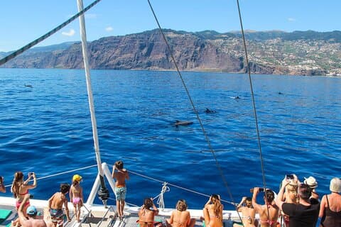 Madeira: Tour de catamarã de observação de golfinhos e baleias