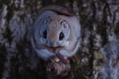 Private Wildlife Photography Tour i Hokkaido Flying Ecuards