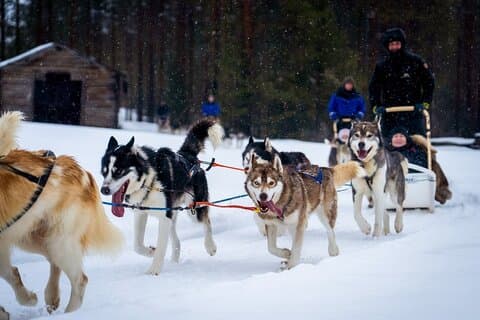 Rovaniemi : Drive Your Own Husky Team (5–8 km) & BBQ