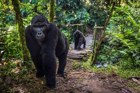 3-dagers Gorilla Trekking og Lake Bunyonyi Adventure