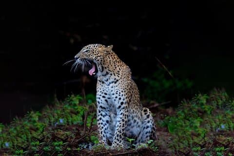 Yala Block 5 Safari - Untouched, Pure Wilderness & No Crowds!