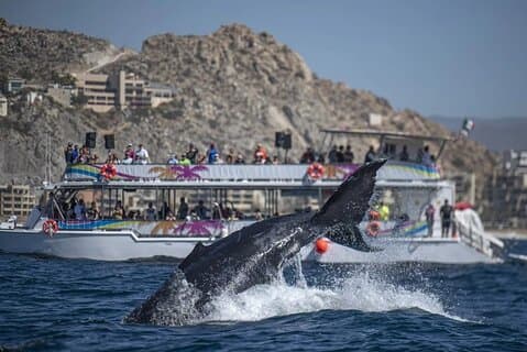 World Class Whale Watching with Breakfast and Open Bar