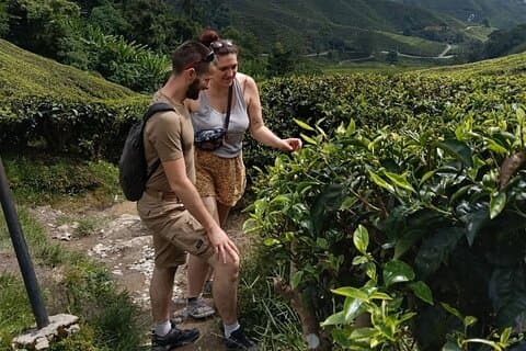 Cameron Highlands Day Tour from Ipoh -Tea Plantation