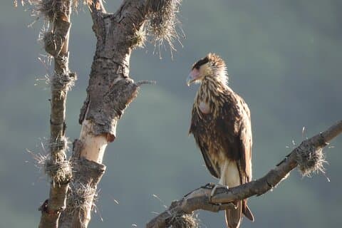 Experimente la observación de aves de Oaxaca al amanecer