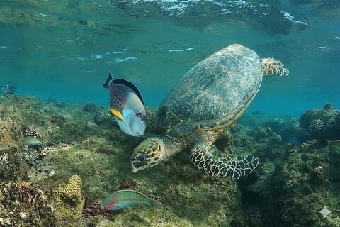 Sharm El Naga Volledige dag snorkelen met schildpadden & lunch – Hurghada