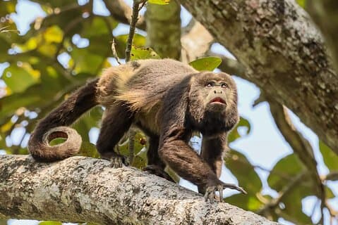 Howler Monkey Trail og Cacao Farm oplevelse fra Guayaquil