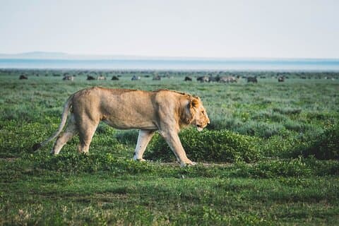 3 Day - Ndutu Great Calving Migration Season