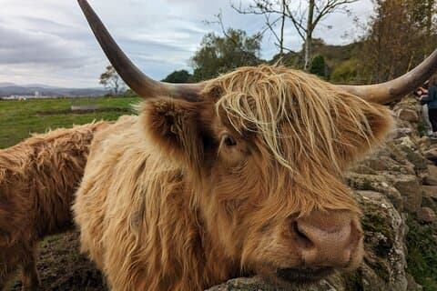 Private Tour durch die schottischen Highlands, Lochs, Falls ab Edinburgh