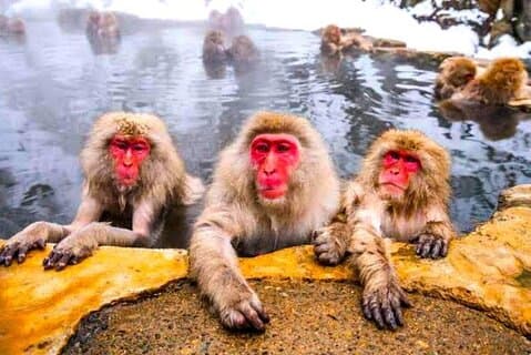 Excursión privada de un día completo a Nagano Snow Monkey