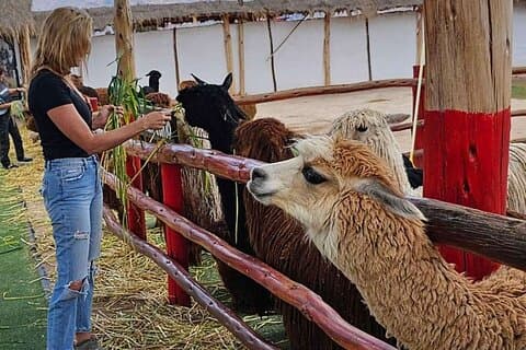 Visit to an Alpaca and llama Farm Near Cusco