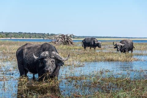 From Livingstone, Victoria Falls or Kasane - Chobe Day Tour
