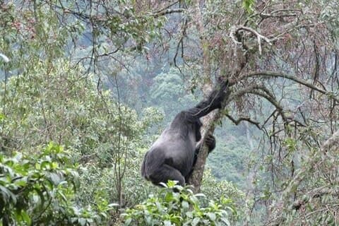 8 dager Gorilla Chimpanze Trekking Wildlife og Lake Bunyonyi