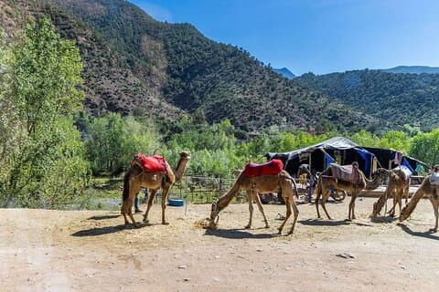 Dagstur til Ourika Valley fra Marrakech