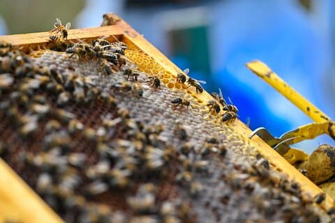Experience in apiculture and DE taste of honey
