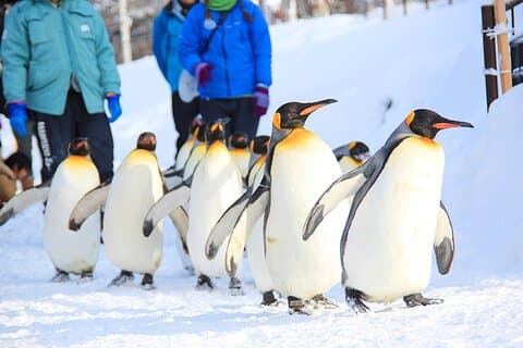 Hokkaido 1 Tagestour zum Asahiyama Zoo, Blue Pond und Fairy Terrace