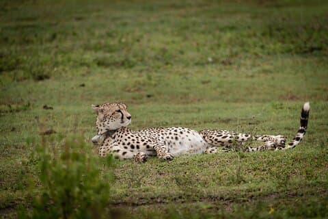 4 - Journée Pristine Tanzanie Safari