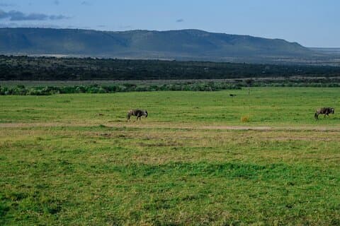 3 dagar Mara Masai-gruppen deltar i budgetsafari