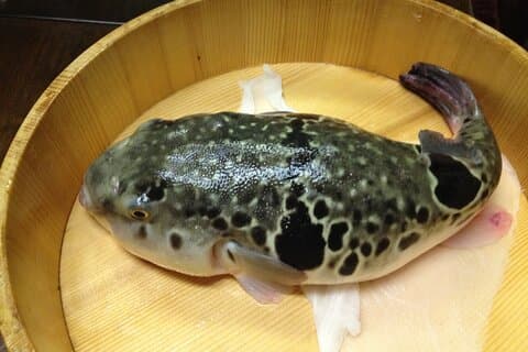 Private Fugu Experience with 40-Year Master Chef near Osaka Kyoto