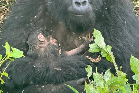 3-dagers gorilla trekking, ekvator og felles tur