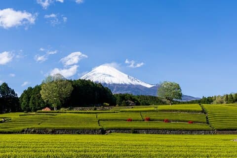 マイカーで富士山の酒と茶畑めぐり