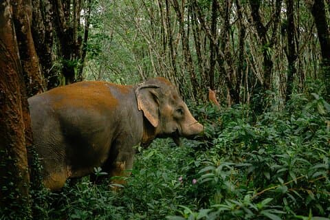 30-minuters guidad tur och transfer till Khaolak Elephant Sanctuary