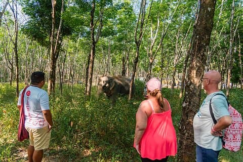 Khao Lak Eco Safari: Elephants, Turtles & Tsunami Memorial
