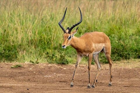 Visite du parc national de Nairobi