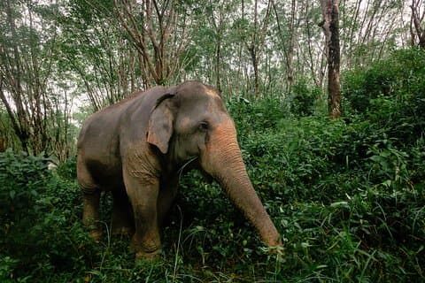 1-timmes guidad observationstur för Khaolak Elephant Sanctuary