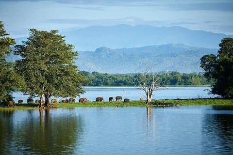 Udawalawe Safari tur fra Mirissa