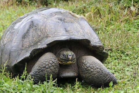 Excursion de 4 jours aux Galapagos avec plongée en apnée