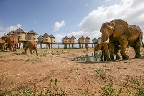 3-dagars Tsavo East och Saltlick Lodge Safari från Diani Mombasa