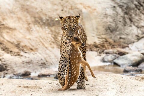 Yala National Park Full Day Safari (Private & All-Inclusive)