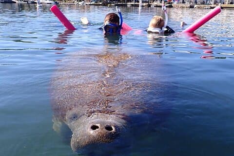 3 timers liten gruppe Manatee svømme oppvarmede båter Gratis bilder Alle Inc