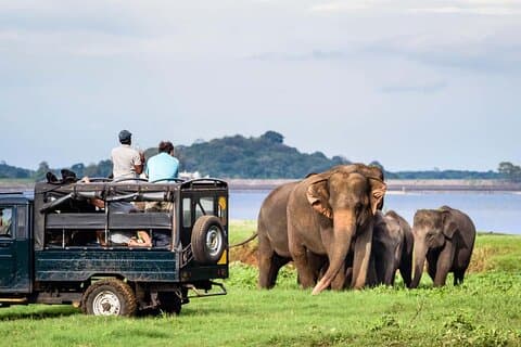 Yala National Park private Jeep Safari Full Day 7hr or 4hr Safari