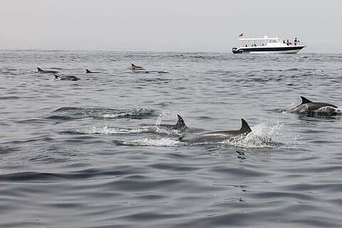 Muscat Dolphin Observer le bateau Voyage incroyable