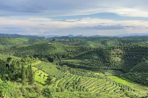 Puer Tea Picking and Tasting Morning Trip