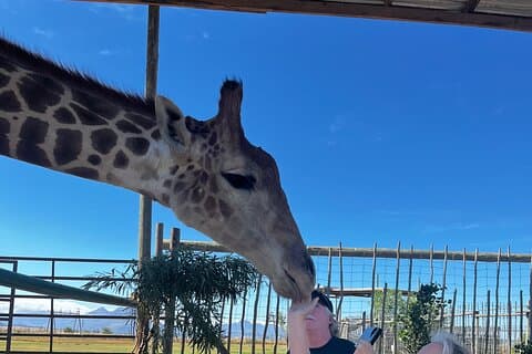Giraffes and Lions Adventure with Wine Tram Experience