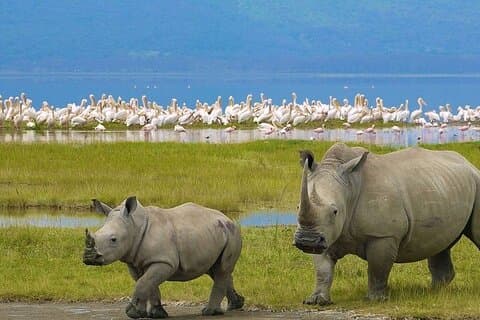 Flerdagarstur i Nakuru och Naivasha