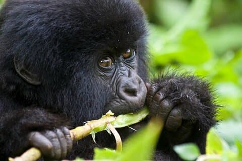 One Day Gorilla Trekking in Volcanoes National Park