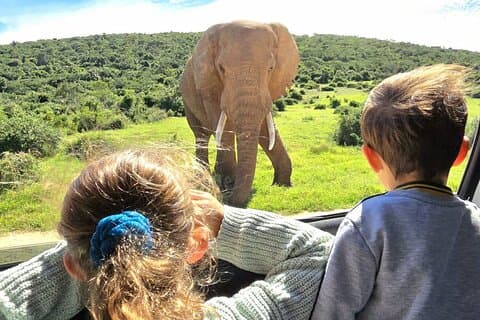 Excursão guiada ao Parque Nacional Addo Elephant