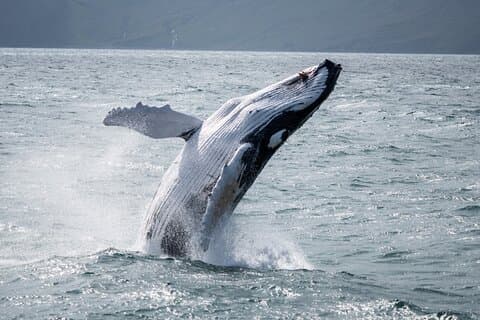 Húsavík Whale Watching Tour with Heated Indoor Seating