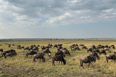 3 Days Masai Mara Group Joining Package