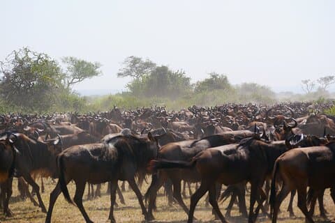 5 Giorni Grandi Meraviglie di Migrazione Mid Luxury Safari Experience