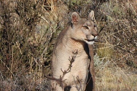 Avvistamento del puma, il re della Patagonia.